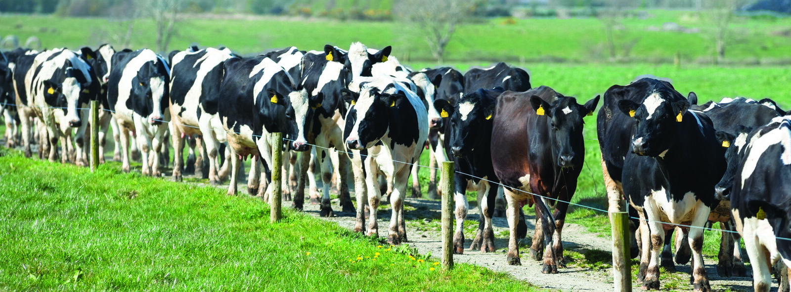 Dairy cows