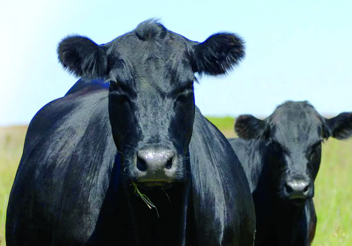 Two black Angus cattle standing in a pasture