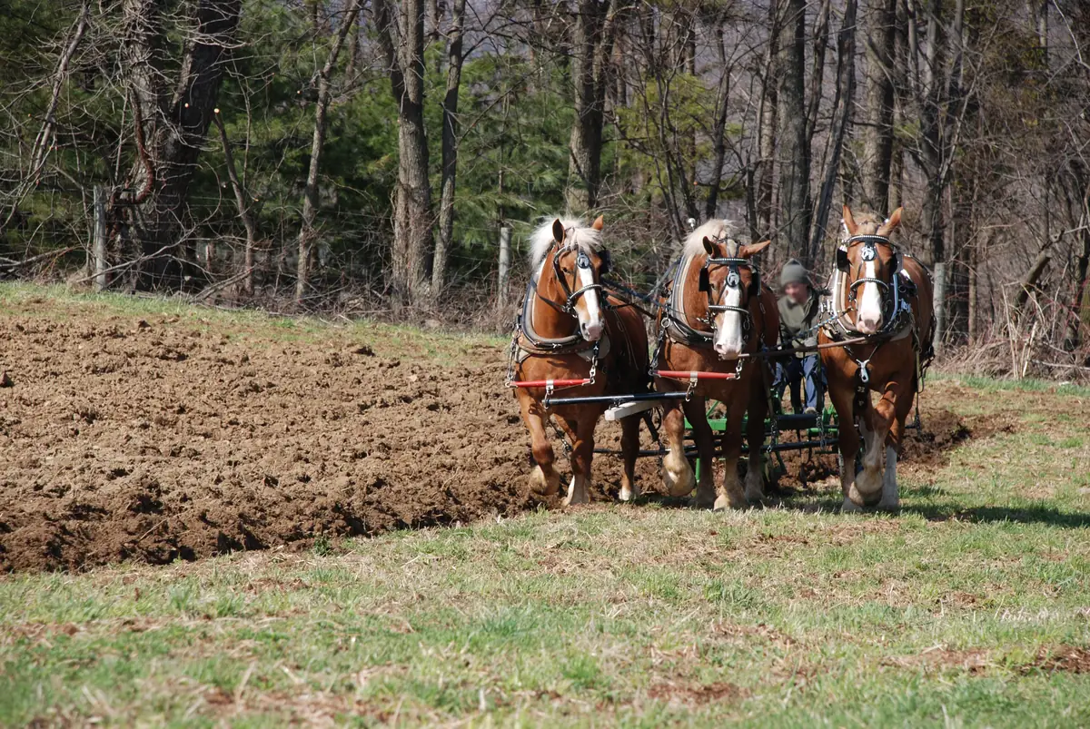 A team of draft horses plowing a field